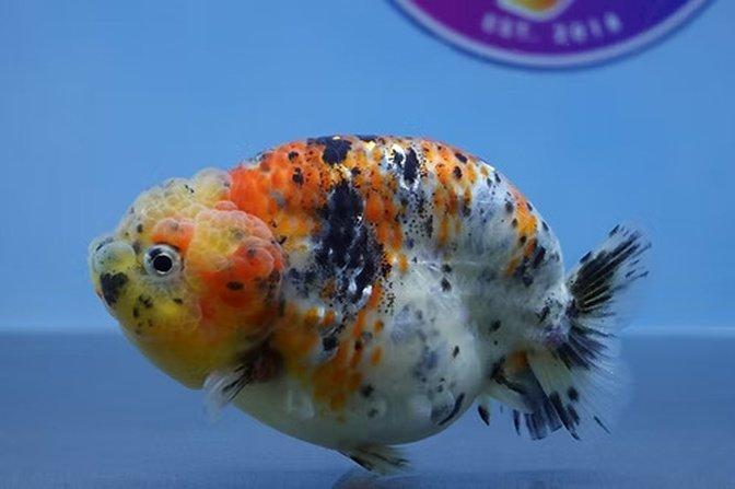 Buy Goldfish Online with Confidence at ChuChuGoldfish – Healthy, Beautiful, and Ready for Your Aquarium | Articles | ChuChuGoldfish | Gan Jing World - Technology for Humanity | Video & Movie Streaming