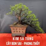 Kimsatung website Profile Picture