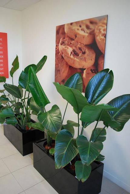 Melbourne Indoor Plants: Transform Your Space with Beautiful Greenery | Luwasa Indoor Plant Hire
