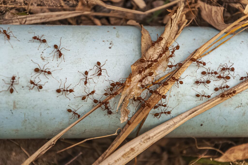 The Landscaping Choice That's Basically Building a Highway for Ants Into Your Home - Posts Content