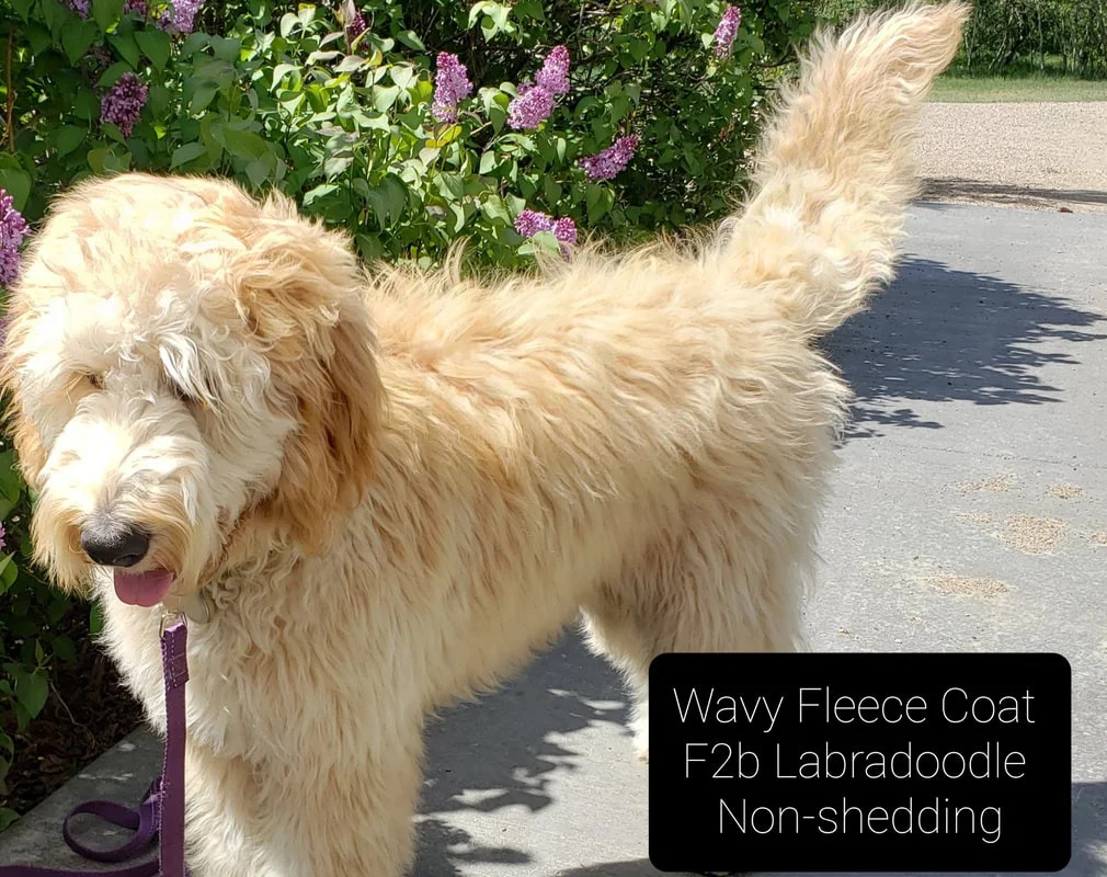 Are Labradoodles the Right Choice for Your Lifestyle? Understanding Shedding, Coats, and Lifespan - Posts Content