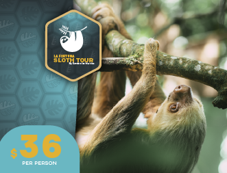 Sloth Tour La Fortuna | Private Arenal Nature Oasis