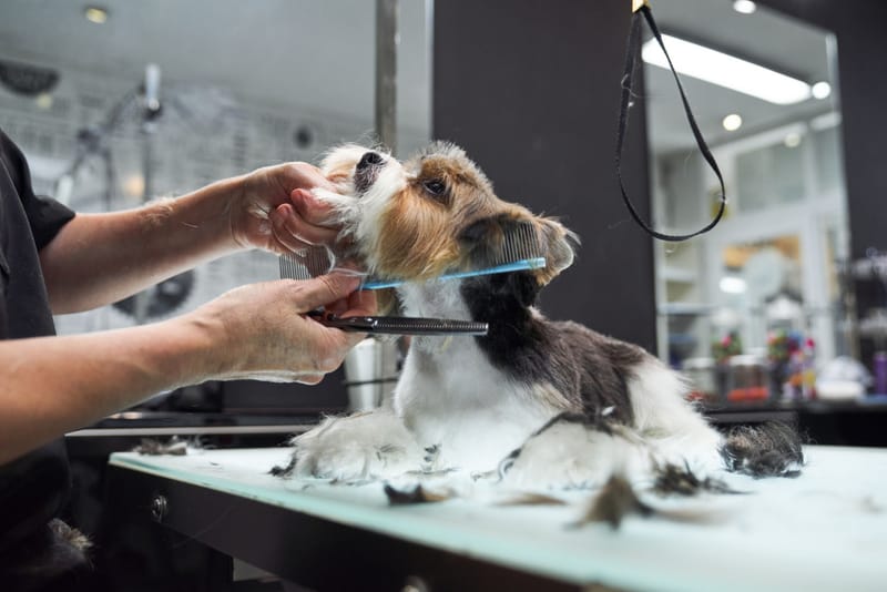 Canine Care Corner: Healthier Dogs Through Better Grooming