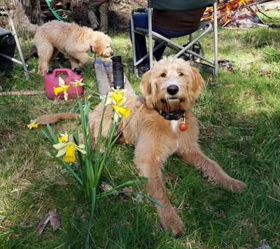 Why Is Choosing an Ethical Labradoodle Breeder So Important Today? - My SEO Directory