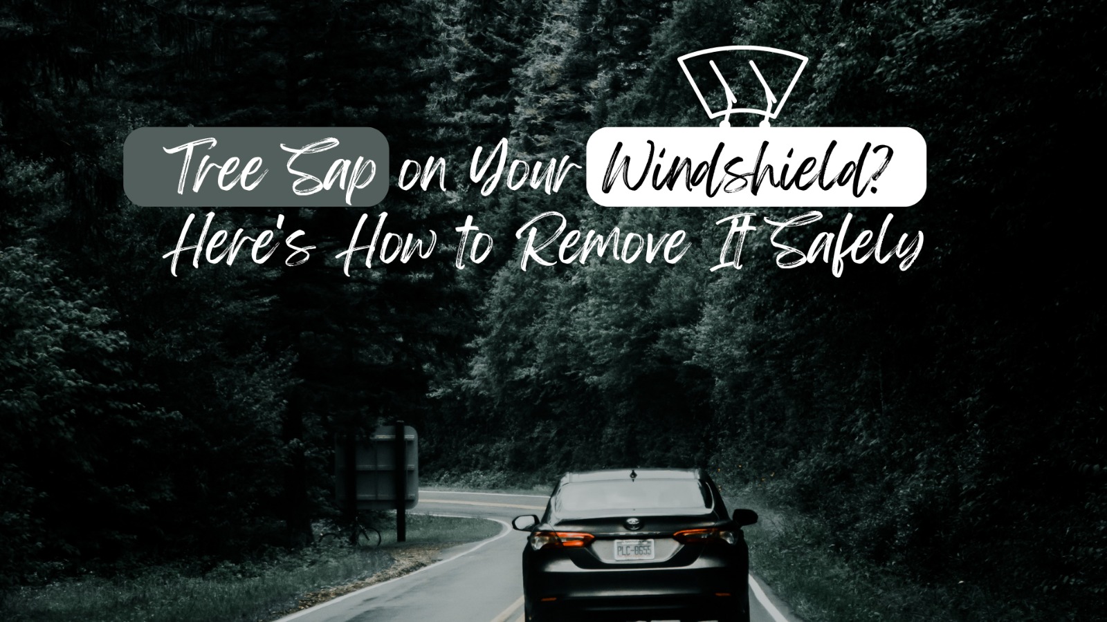 How to Remove Tree Sap From Windshield Safely | Car Care Tips