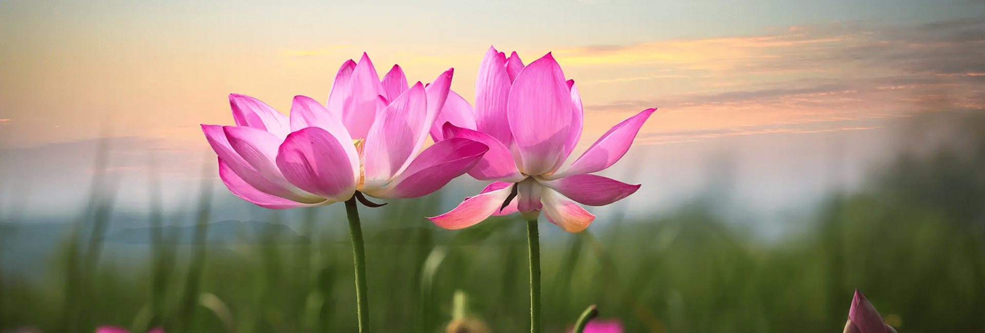 Singapore Funeral Services Packages & Casket Price
