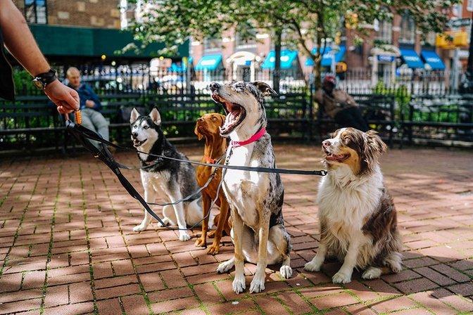 How Do Reliable Dog Walkers in Kensington Handle Different Breeds and Energy Levels? | Articles | Jonah Friends | Gan Jing World - Technology for Humanity | Video & Movie Streaming