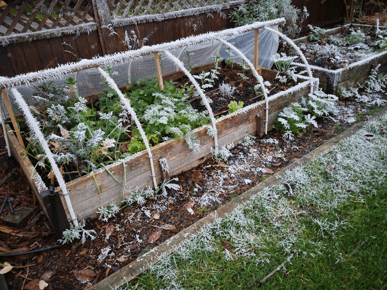 DIY Frost Protection for Veggies Using Heavy-Duty Tarps