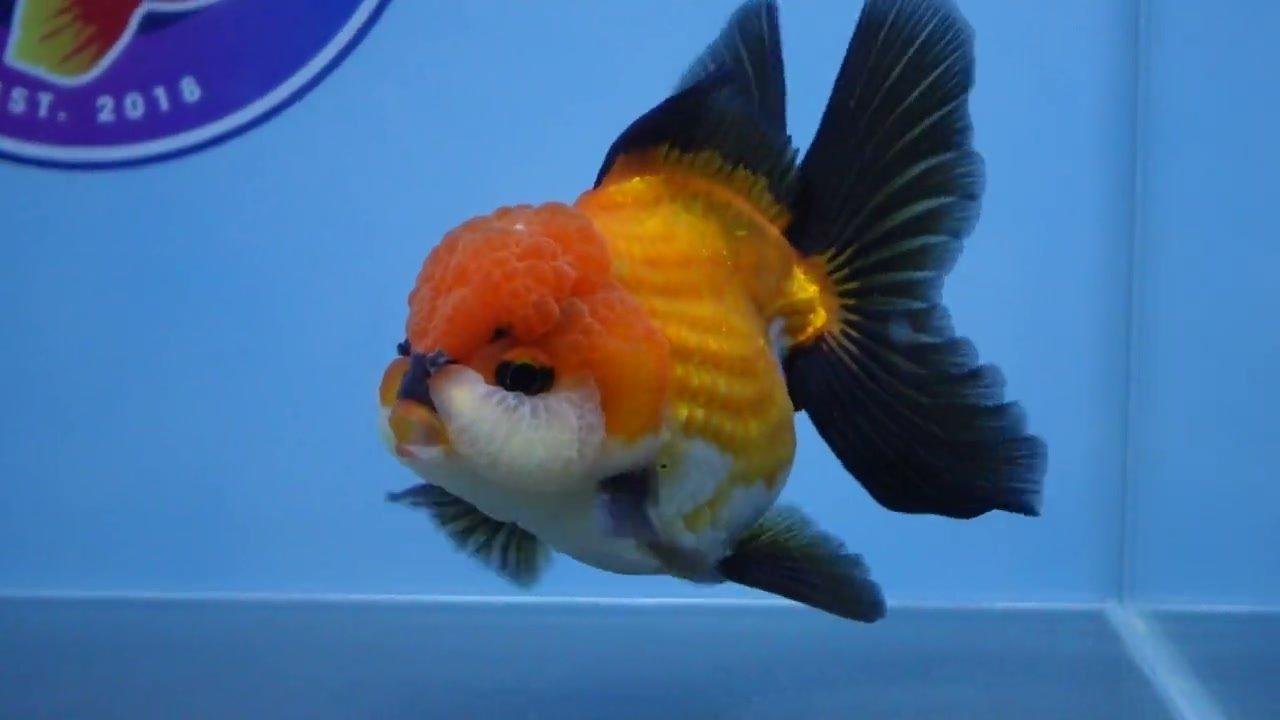 Post of ChuChuGoldfish