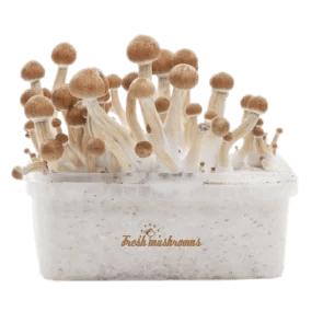 Psilocybin Mushroom Grow Box