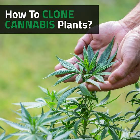 Indoor & Outdoor Pot Plants