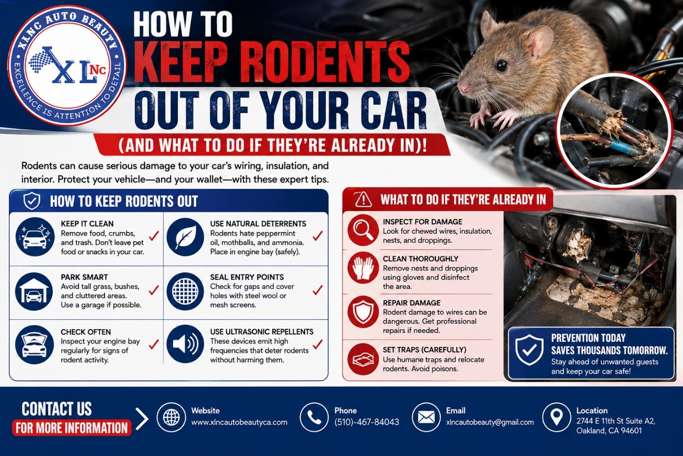 How to Keep Rodents Out of Your Car | XLNC Auto Beauty