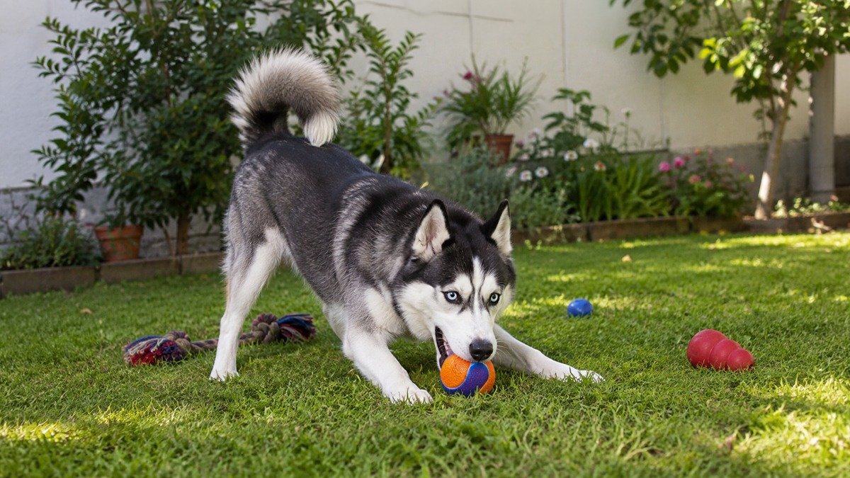 Siberian Husky Dog Food for Your Pet at Bigpaw in Pakistan