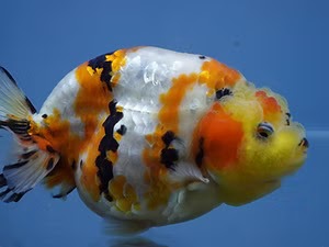 High Quality Fancy Goldfish: Bring More Character to Your Aquarium with ChuChuGoldfish