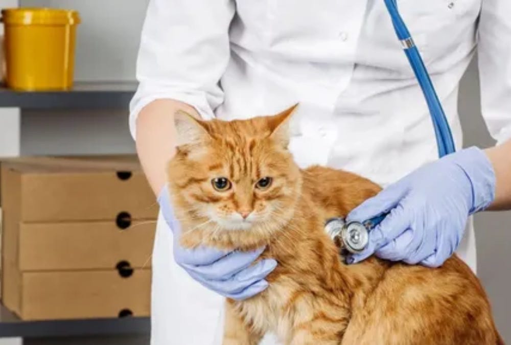 Vancouver Emergency Vet for Sudden Illnesses and Injuries