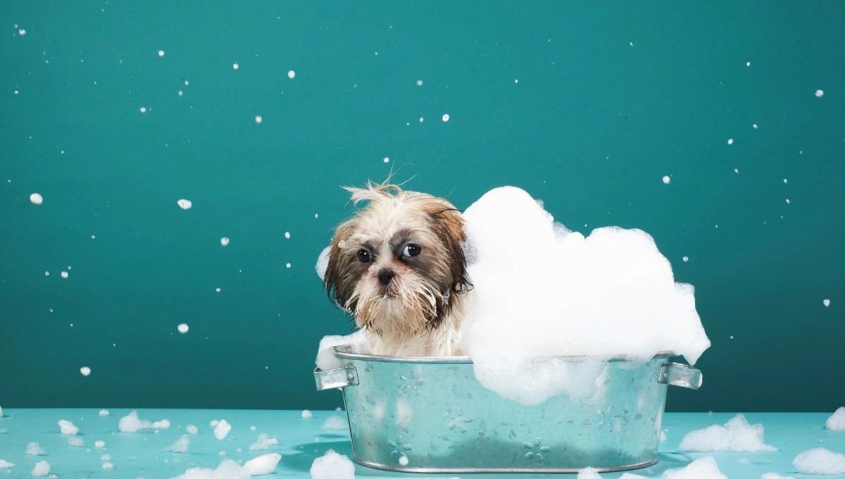 How Overnight Dog Sitting Keeps Your Home Safe While Traveling
