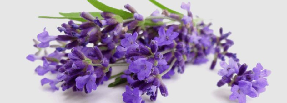 Western Herbal Medicine Cover Image