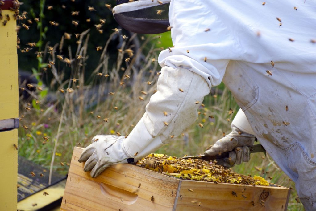 Bees Removal Melbourne - Bee Swarm Nest Removal