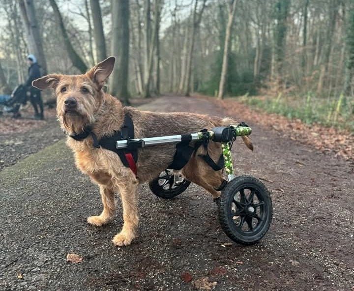 Dog Wheelchairs UK: Give Your Dog More Freedom, Comfort, and Independence – Animal Stroller